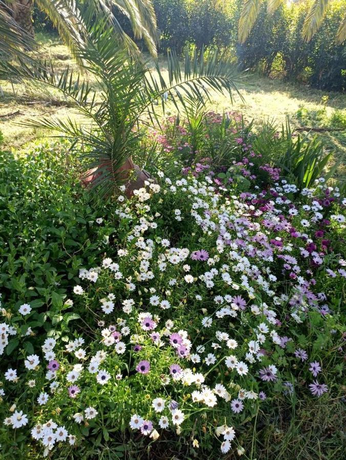 Oasis Ferienhaus Skala Kallonis