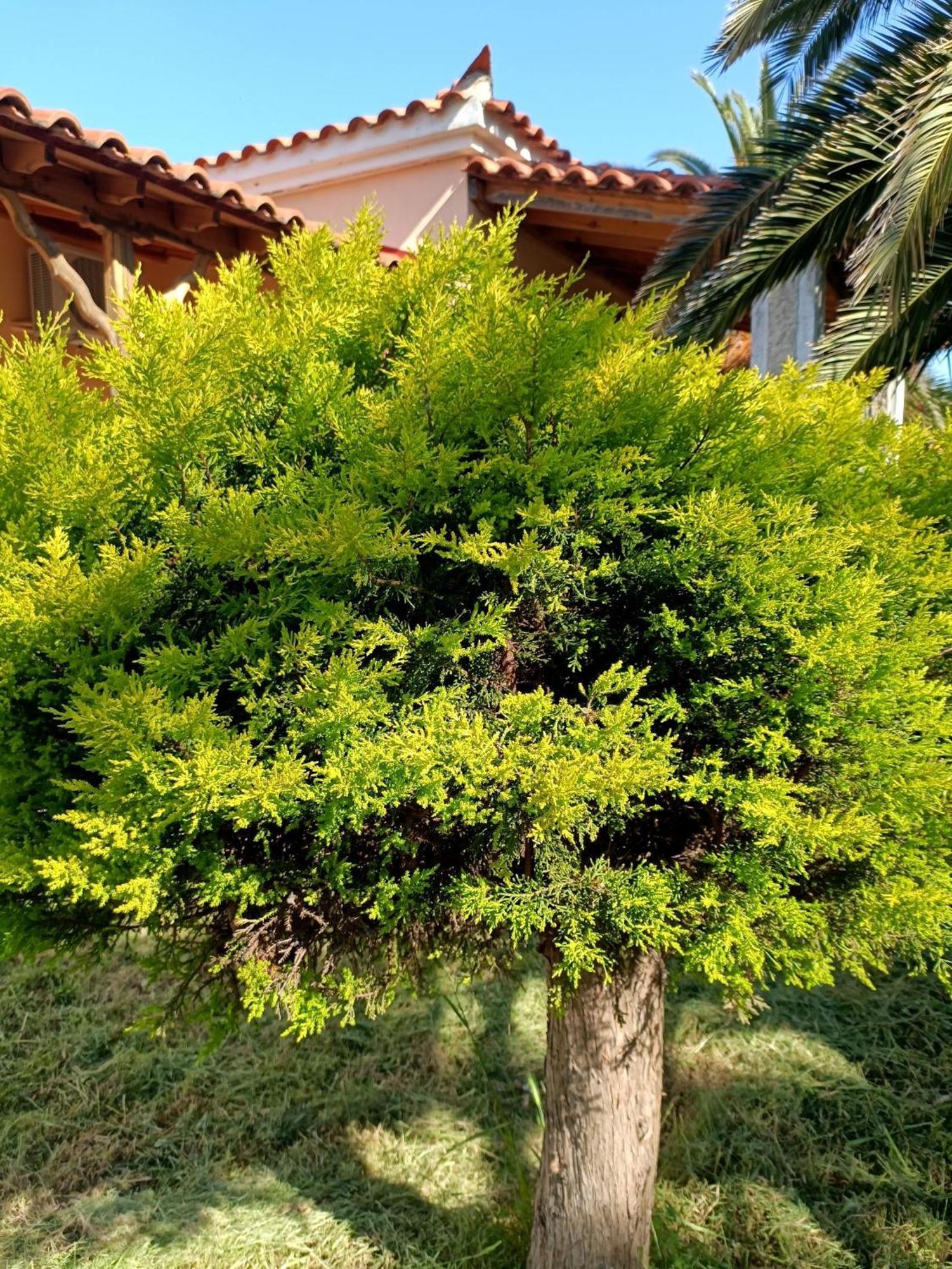 Oasis * Skala Kallonis